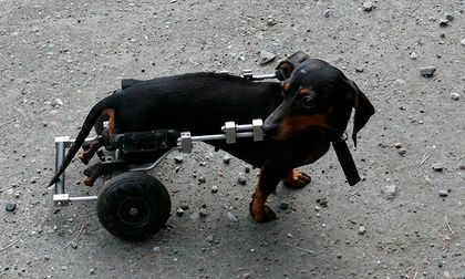 Un carrito le cambia la vida a un perro discapacitado