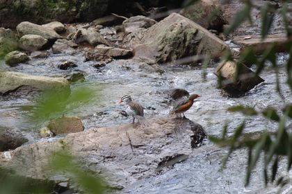Imagen de  Tribunal ratificó que el Concejo de La Ceja sí podía declarar al pato de torrentes como patrimonio
