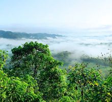“Centro de Semillas Nativas” ayudará a recuperar Amazonía