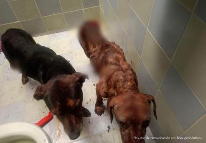 Imagen de Un hombre que asesinó y desmembró a su propio perrito fue judicializado