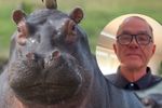 Imagen de Refugios animales internacionales desmienten al Gobierno sobre los hipopótamos: “está muy mal matarlos”