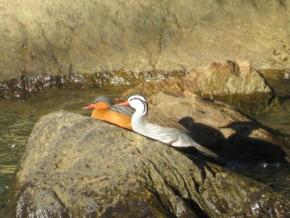 Imagen de  ¿Qué pasará con el pato de torrentes y el posible embalse en el río Piedras? Así va el estudio