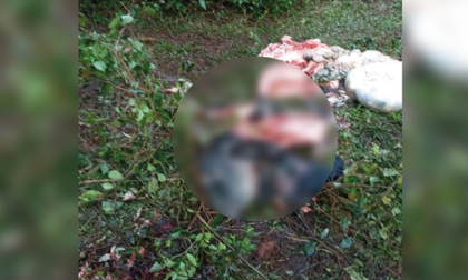 Imagen de Bovino fue hallado descuartizado en un potrero en zona rural de Rionegro