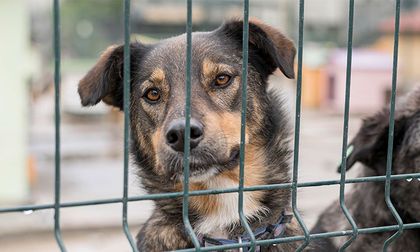 Gobernación atiende refugio animal en Buenaventura
