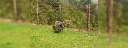 Imagen de Militar rompe en llanto tras asesinato de dos de sus superiores en Argelia