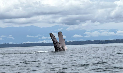 CVC llama a proteger a las ballenas jorobadas