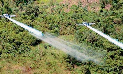 Gobernadora y Personero defienden fumigación controlada y sustitución de cultivos ilícitos