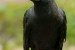 Imagen de ¿Los cuervos son inteligentes? Todo indica que sí