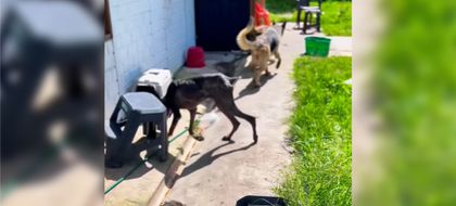 Imagen de  Capturan a ciudadano colomboamericano en San Vicente Ferrer por delitos ambientales y maltrato animal