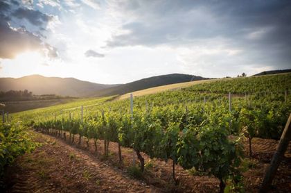 Bodegas sostenibles: el vino que cuida la tierra