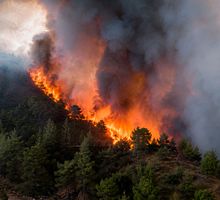 Incendios forestales extremos podrían ser 50% más frecuentes: conozca los riesgos del humo para la salud