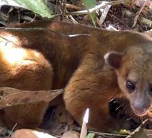 Fauna silvestre volvió a su hábitat en el Valle