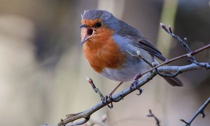 ¿El canto de los pájaros cura enfermedades? Terapia ornitológica