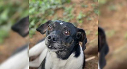 Imagen de  Indignante: comunidad de Jardín de Cimarronas en Rionegro denuncia nuevo caso de envenenamiento a mascotas