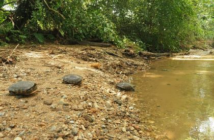 Imagen de  Liberaron a 50 tortugas en el Magdalena Medio