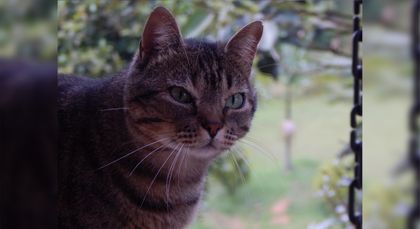 Imagen de Se incrementó la compra de seguros para mascotas en Colombia