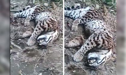 Denuncian la caza de un ocelote que habría ocurrido en San Carlos