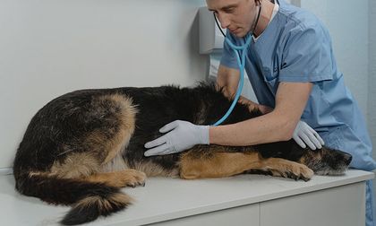 5 señales de que tu perro necesita atención veterinaria urgente: ¡No las ignores!