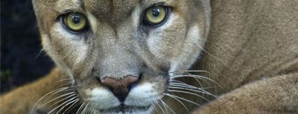 Imagen de  Atropellamiento de puma y avistamientos recientes motivan llamado de precaución en vías de Antioquia