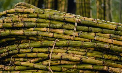 Cierre del Ingenio María Luisa enciende alerta en el sector azucarero del Valle