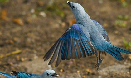 Las aves también transforman vidas