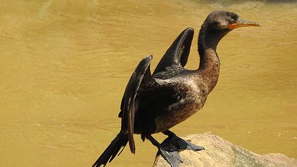 Cormorán Neotropical