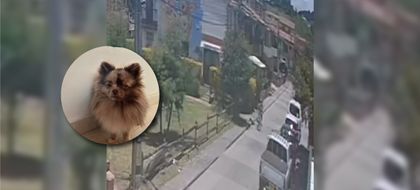 Imagen de Un perro mató a otro canino en La Ceja; familia busca a la propietaria del animal agresor