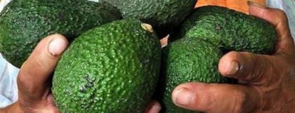 Imagen de  Corpohass alerta que por aumento del mínimo, estaría en riesgo conservar los 81 000 empleos formales que genera el sector aguacatero en Colombia