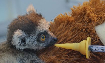 Nace una cría de lémur de cola anillada en el Zoológico de Cali: así avanza su proceso de crianza asistida