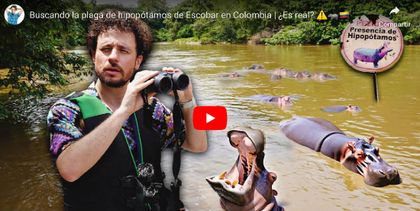 Imagen de  Video: Luisito Comunica estuvo en Doradal visitando a los hipopótamos