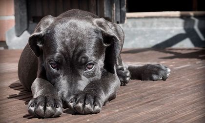 Diciembre: la época más crítica para las mascotas en Cali por el estrés y la pólvora