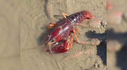 Imagen de  ¡No lo consuma! Lanzan alerta por presencia del langostino rojo en Colombia