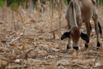 Imagen de Fenómeno de El Niño aumenta la inseguridad alimentaria en América Latina y el Caribe, alerta la ONU