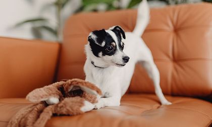 Los 7 juguetes indispensables que harán feliz a tu perro por horas