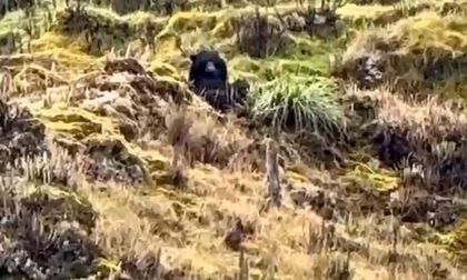 Avistan oso de anteojos en Palmira