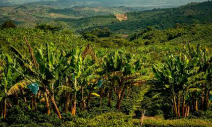 El agro exportador mantiene el impulso y abre nuevas oportunidades para el Valle del Cauca