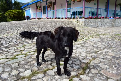 Imagen de  ‘Tambo’, el perrito adoptado por EEPP de La Ceja que ahora vive en el Parque Ambiental
