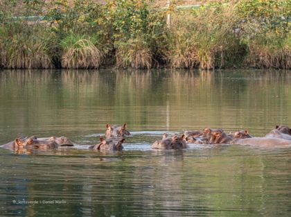 Imagen de Un magnate indio ofrece acoger a los 80 hipopótamos colombianos destinados a la eutanasia