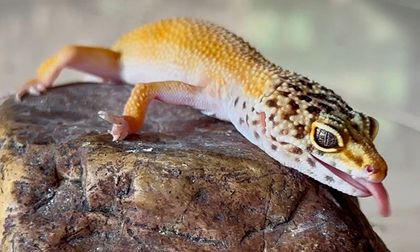 Alertan sobre peligros de reptil exótico