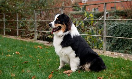 Descubre las razas de cachorros más fáciles de entrenar