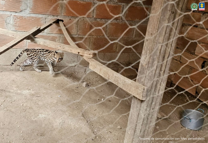 Imagen de Judicializan a hombre que tenía a un Ocelote en cautiverio en Bello: el felino estaba desnutrido