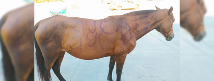 Imagen de  Un equino fue víctima de maltrato en Sonsón: le inscribieron las siglas de las AUC
