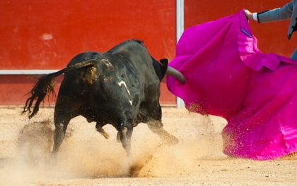 Imagen de  Adiós a las corridas de toros en Colombia, la Cámara aprobó el proyecto de ley que las prohíbe