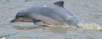 Imagen de Los delfines de río tendrán especial protección en Colombia