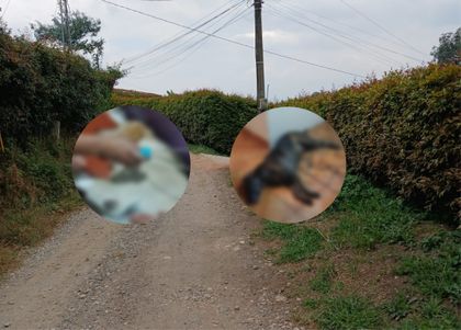 Imagen de  Vecinos de Las Cuchillas, Rionegro, consternados por muerte de cuatro perros por envenenamiento