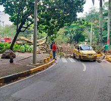 Un árbol cayó sobre un taxi en el puente del Gato de Tejada: estos fueron los daños y las medidas anunciadas