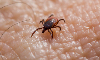 Alerta por fiebre hemorrágica Crimea–Congo