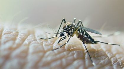 Imagen de  Mosquitos transmisores del dengue en Antioquia se estarían adaptando a mayor altura sobre el nivel del mar