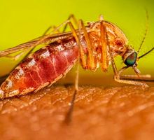 Vacuna contra el dengue para niños de 9 años: así se aplicará