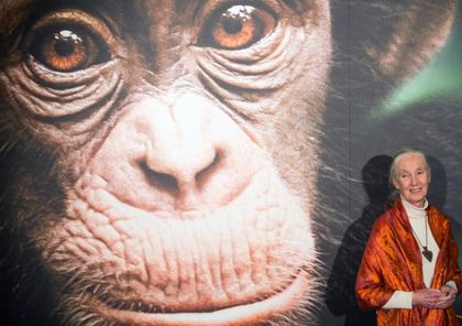 Imagen de El día que Jane Goodall vio a un chimpancé usar una herramienta y desafió la singularidad humana